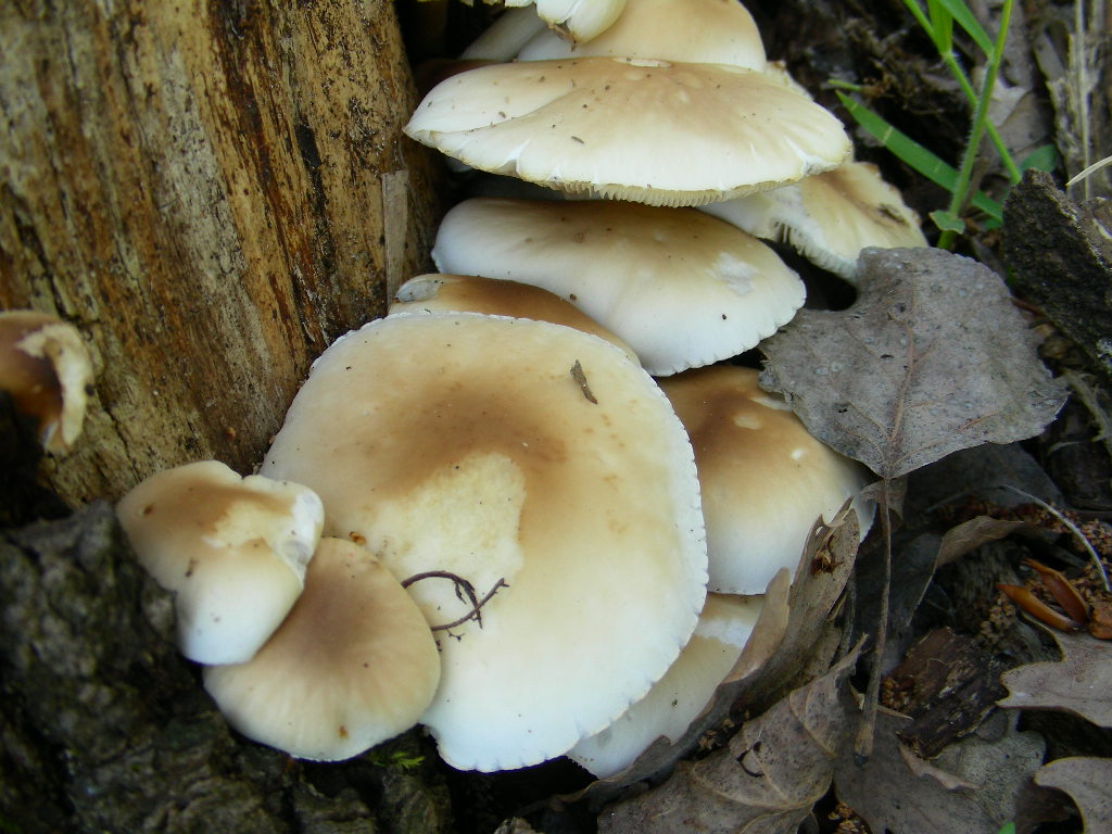 Funghi primaverili ...